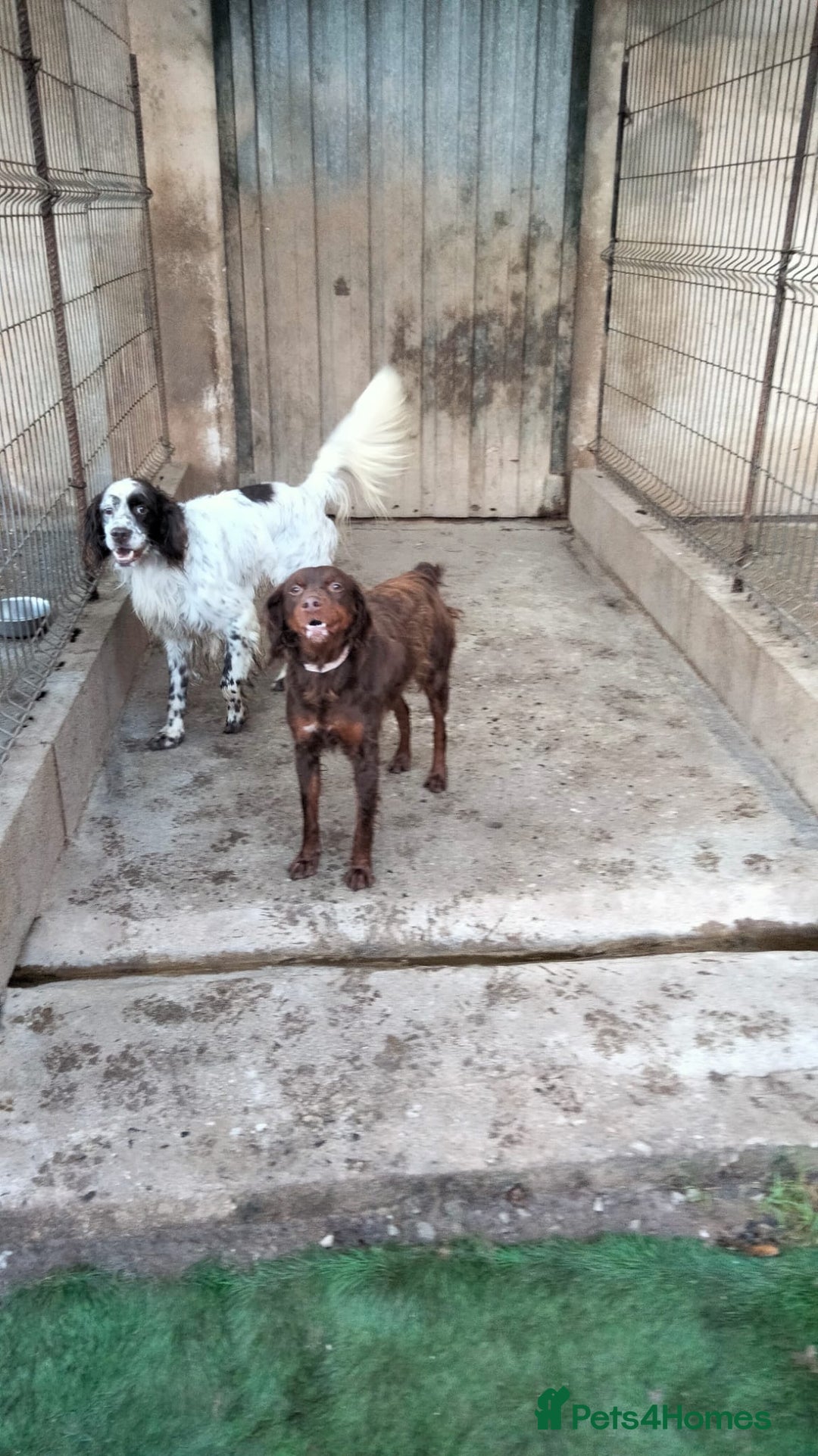 Brittany Spaniel dogs for adoption: Diana, a lovely young Brittany - Advert 6