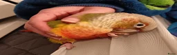 Conures birds for sale: Pineapple conure  - Advert 1