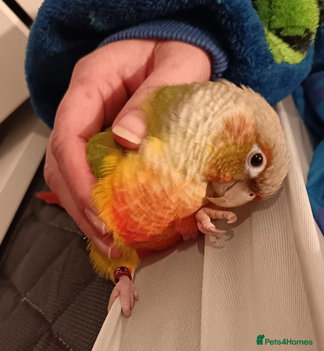 Conures birds for sale: Pineapple conure  - Advert 1