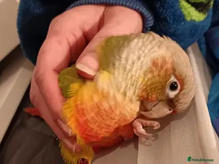 Conures birds Pineapple conure - Advert 1