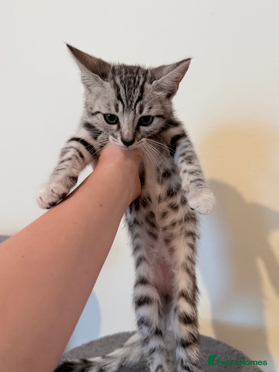 Bengal cats for sale: boys kittens - Image 6
