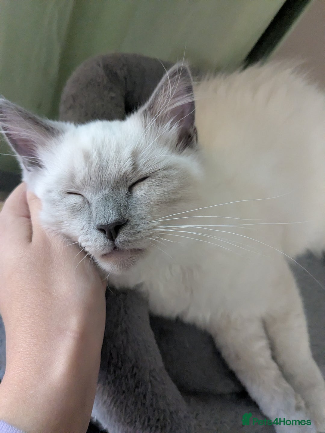 Ragdoll cats for sale: 💛*GCCF Registered *💛Pedigree Ragdoll kittens - Image 15