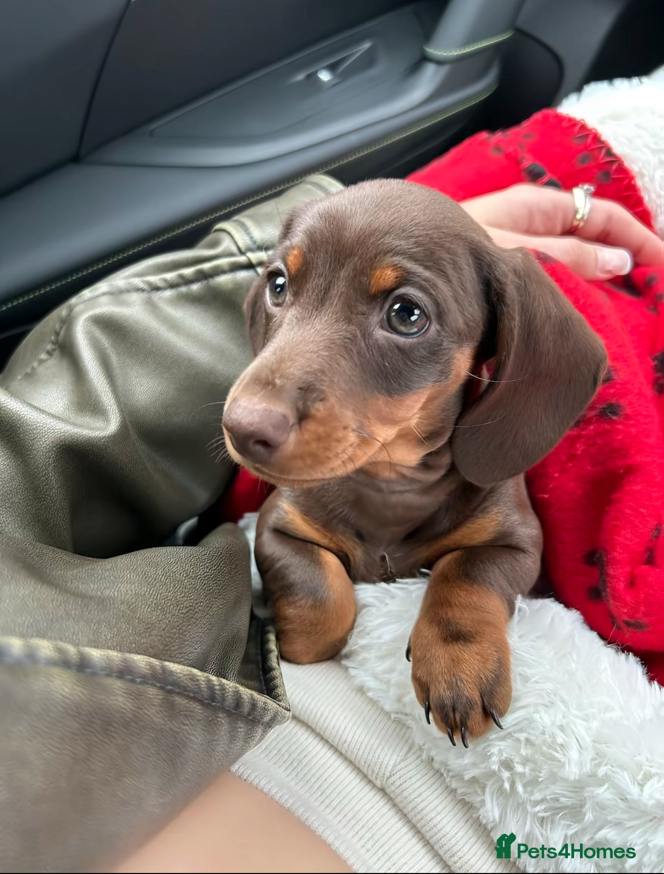 Miniature Dachshund dogs Miniature Dachshund puppy  - Advert 1