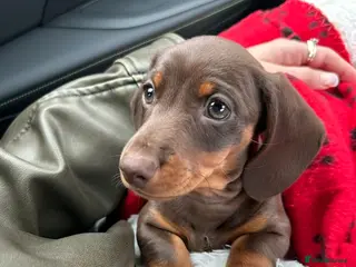 Miniature Dachshund dogs Miniature Dachshund puppy - Advert 1