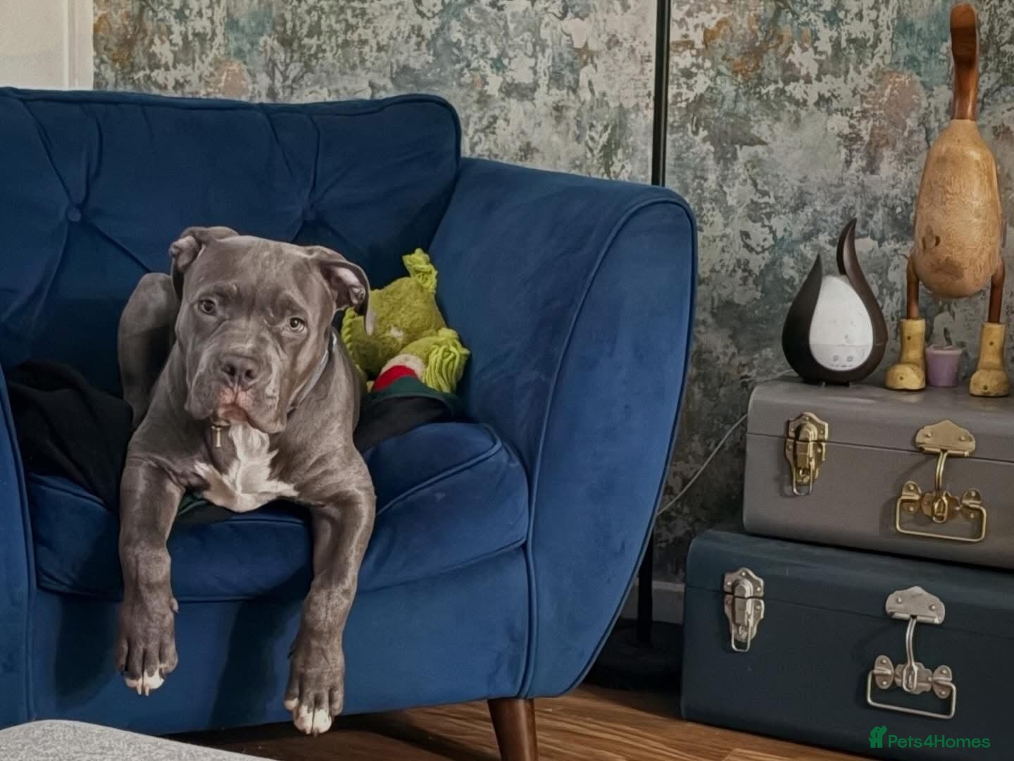 American Bulldog dogs This is Keith  - Advert 1