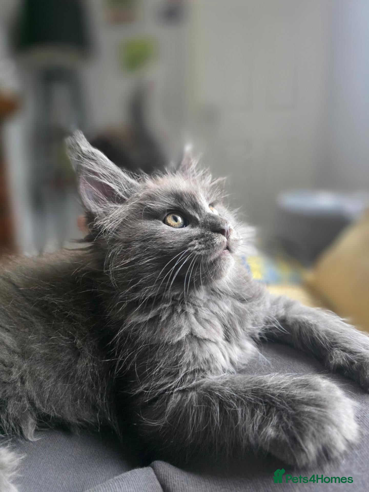 Maine Coon cats Beautiful main coon  - Advert 10