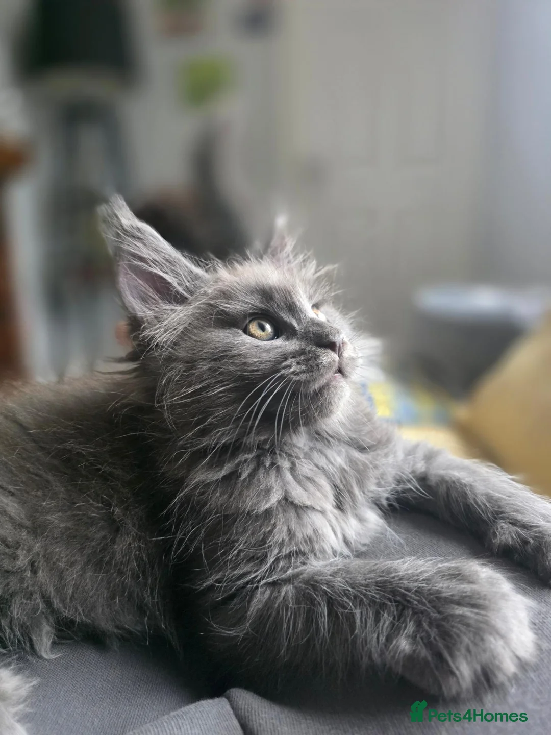 Maine Coon cats for sale: Beautiful main coon  - Advert 1