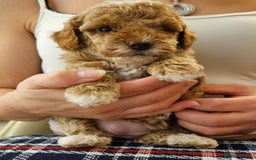 Cockapoo dogs for sale: Beautiful Toy f2 Cockapoos  - Image 13