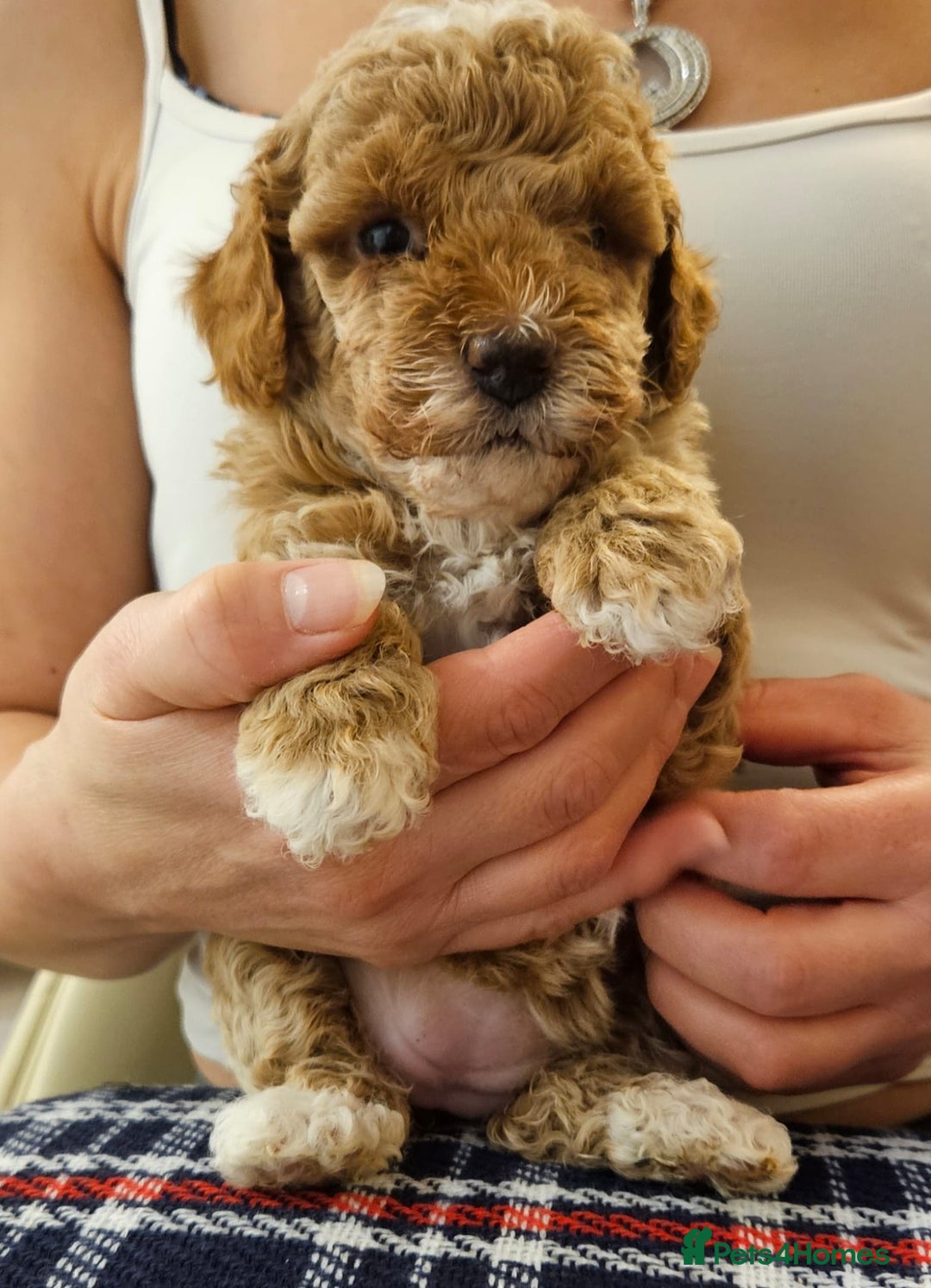 Cockapoo dogs for sale: Beautiful Toy f2 Cockapoos  - Image 13