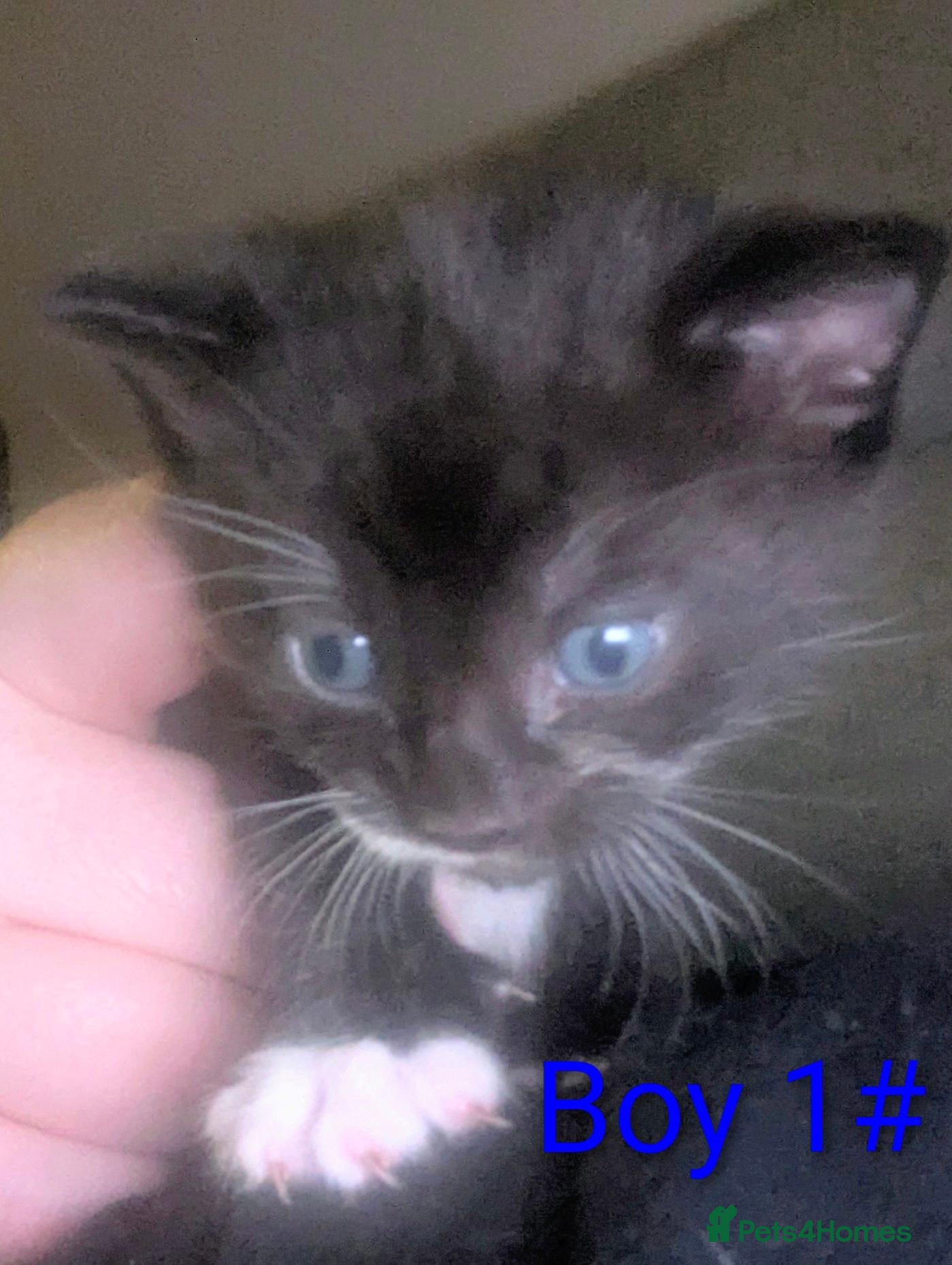 British Shorthair cats Five beautiful kittens looking for forever homes - Advert 14