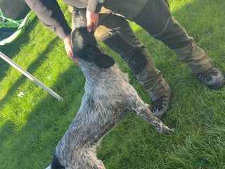 German Wirehaired Pointer dogs - Advert 1