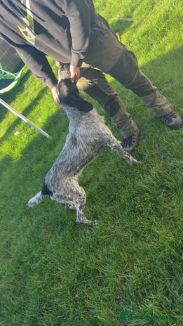 German Wirehaired Pointer dogs - Advert 1