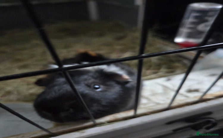 Guinea Pig rodents male guinea pig - Advert 1