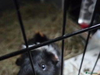 Guinea Pig rodents for sale: male guinea pig - Advert 1