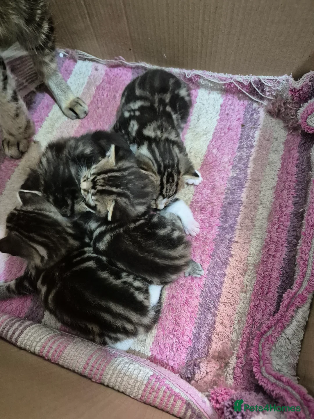 Bengal cats for sale: Beautiful Bengal X kittens - Advert 11