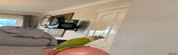 Conures birds for sale: Pineapple Green Cheek Conure approx 6 months  - Advert 5