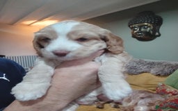Cockapoo dogs for sale: F1B 5 STAR HEALTH CHECKED STUNNING COCKERPOOS  - Image 1