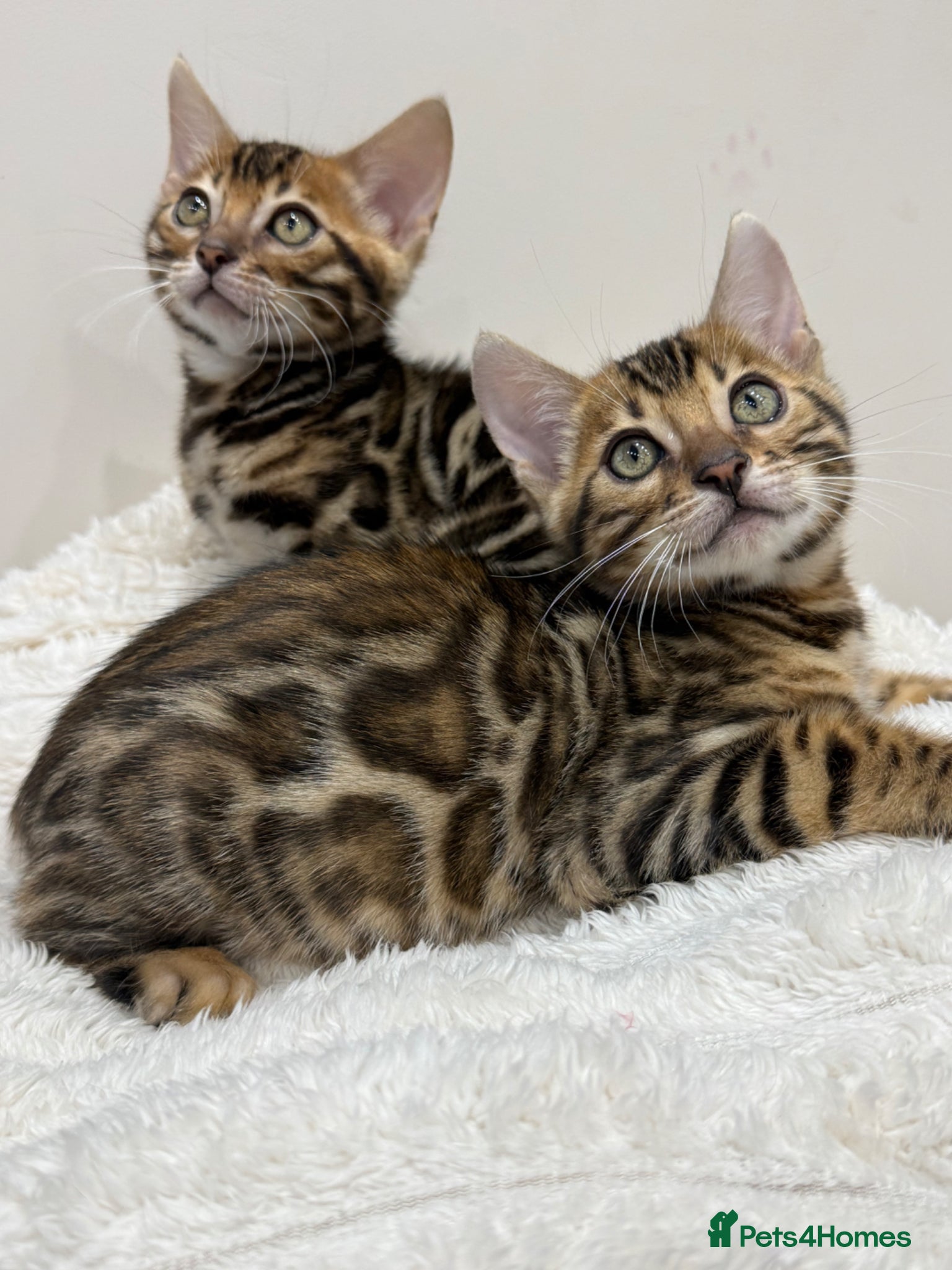 Bengal cats 🐆Adorable pedigree bengal kittens 🐆 - Advert 6