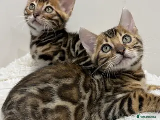 Bengal cats 🐆Adorable pedigree bengal kittens 🐆 - Advert 6