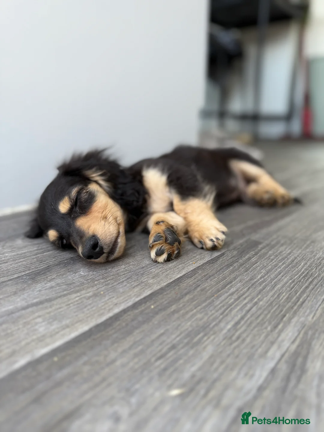 Miniature Dachshund dogs for stud: KC registered IRON MAN ready for stud duties - Advert 4