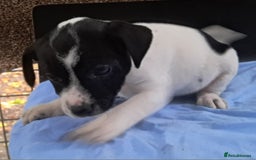 Jack Russell dogs for sale: KC Jack Russell pups, DNA Clear- LOA, SCA, PLL - Image 11