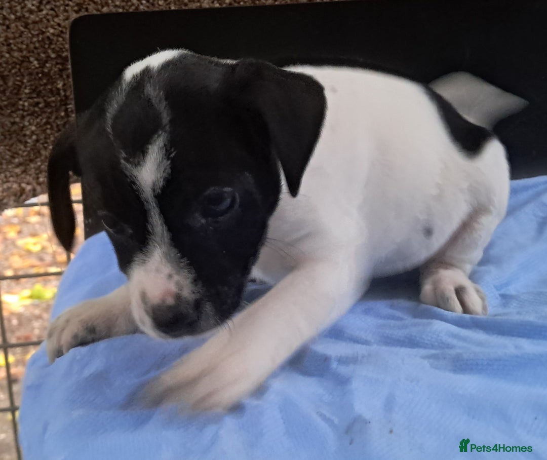 Jack Russell dogs for sale: KC Jack Russell pups, DNA Clear- LOA, SCA, PLL - Image 11