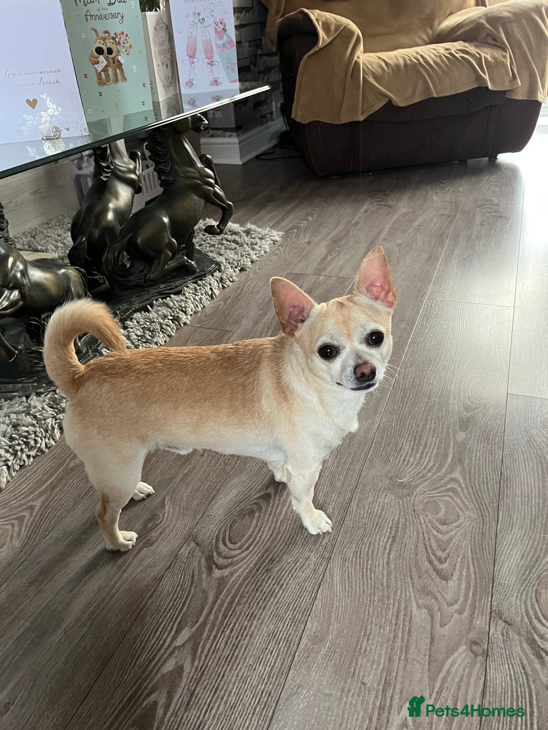 Chihuahua dogs for sale: Smooth haired entire chihuahua  - Image 3
