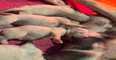 Dalmatian dogs - Advert 2