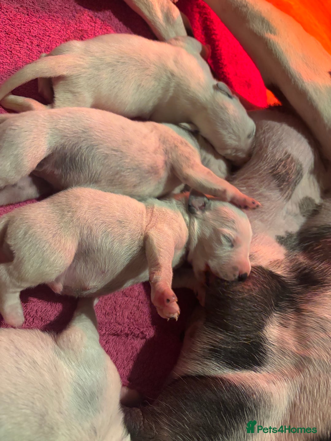 Dalmatian dogs for sale: Dalmatians BOYS and GIRLS - Image 2