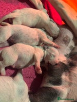 Dalmatian dogs - Advert 1