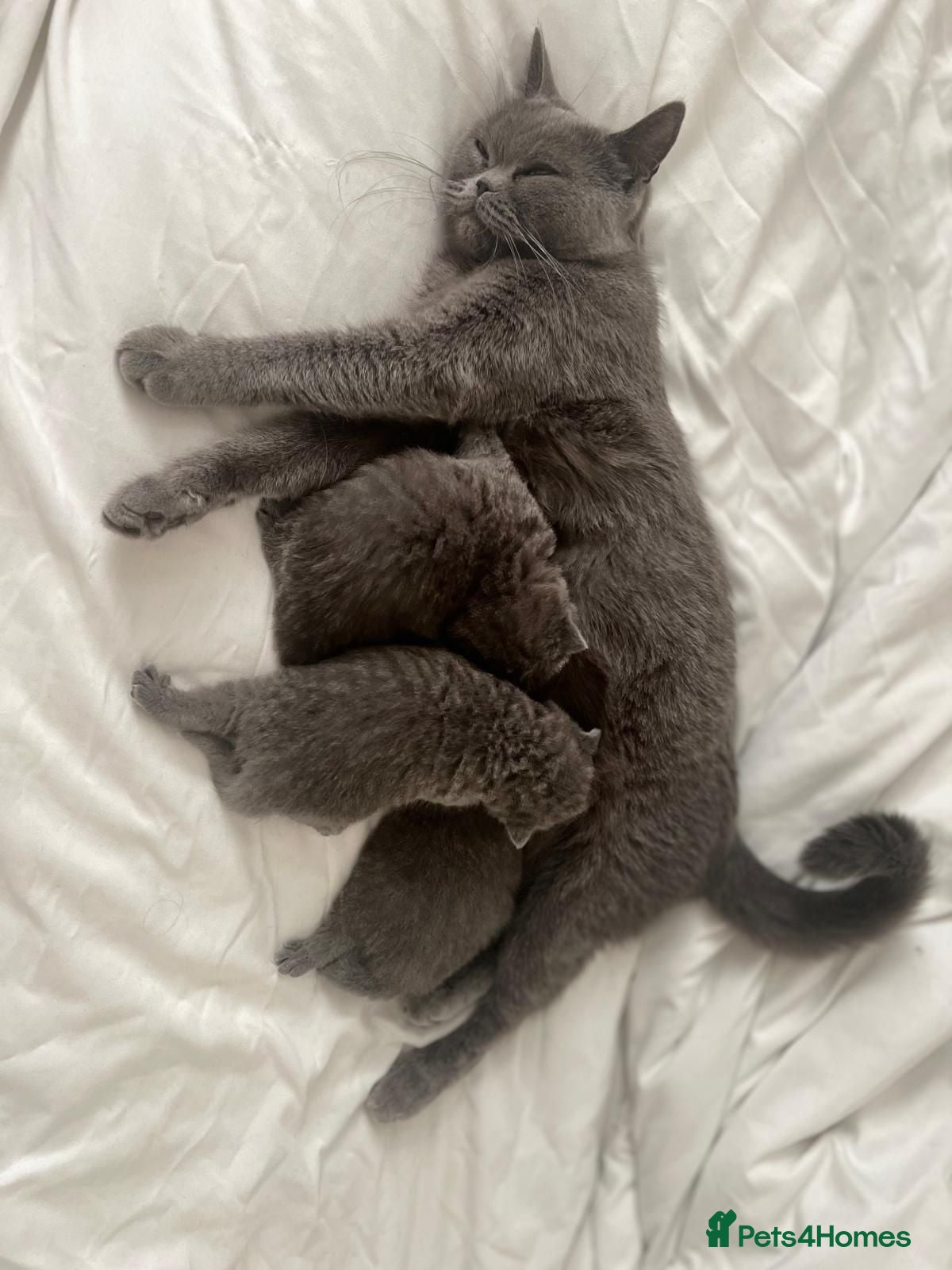 British Shorthair cats Three sweet blue Britishshorthair kittens girls  - Advert 2