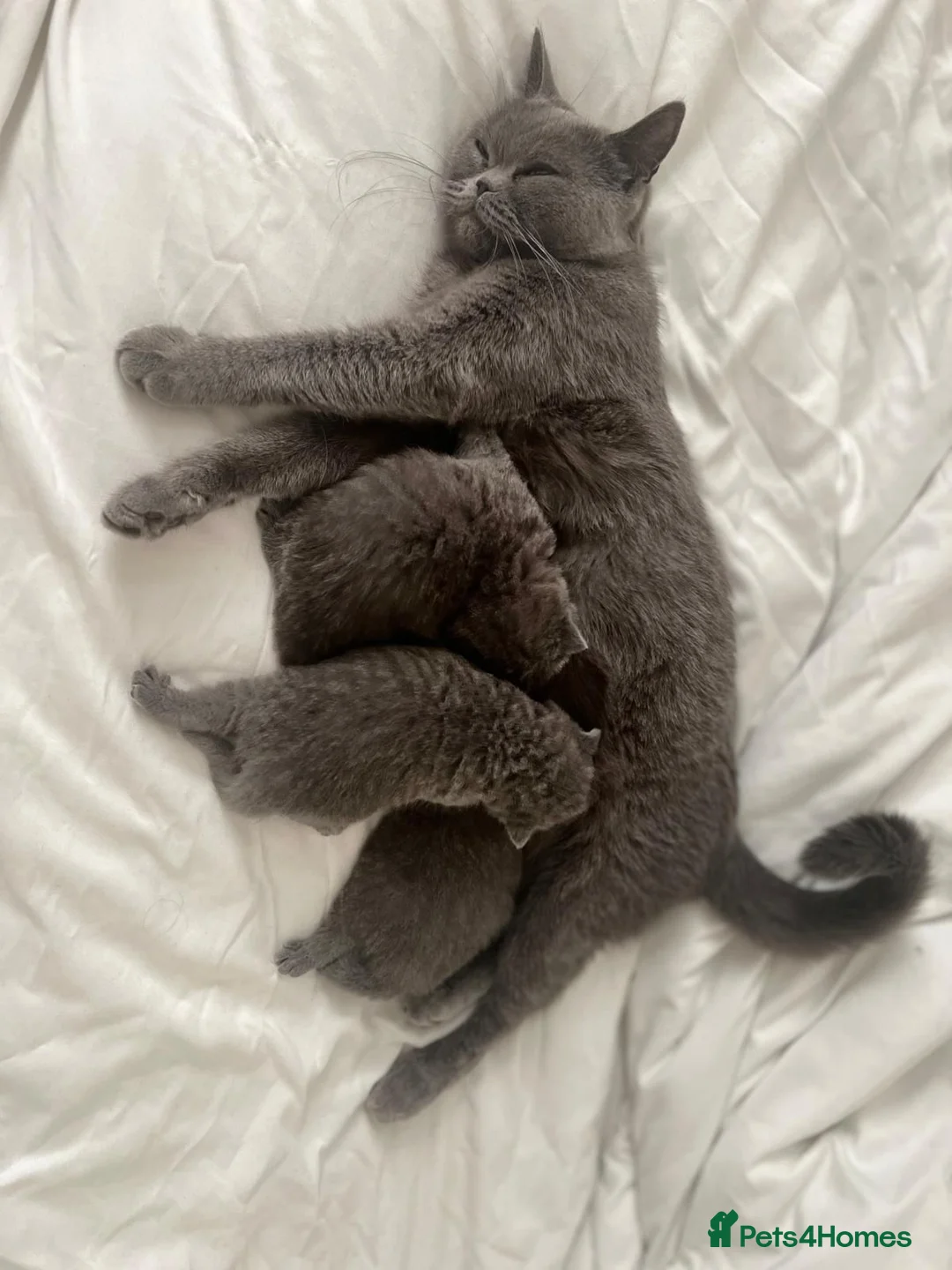 British Shorthair cats for sale: Three sweet blue Britishshorthair kittens girls  - Advert 2