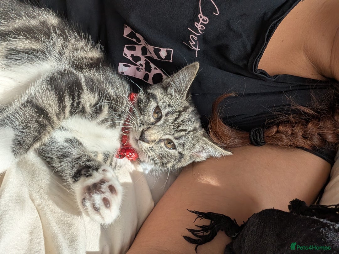 Domestic Shorthair cats for sale: Beautiful loving little tabby brother and sister - Image 6
