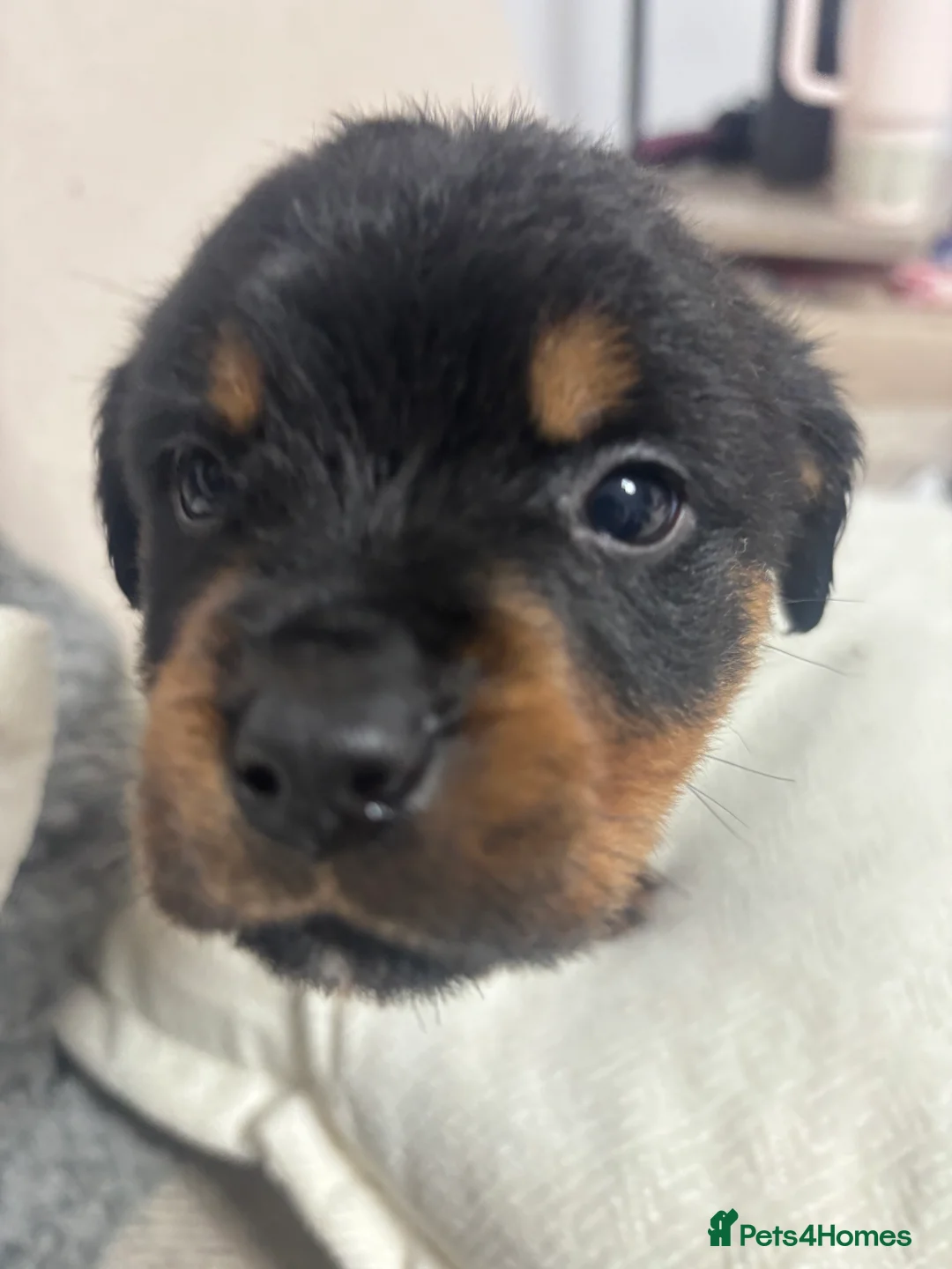 Rottweiler dogs for sale: 🐾🐶 beautifulRottweiler puppies 3 Girls Left🐶🐾 - Advert 14