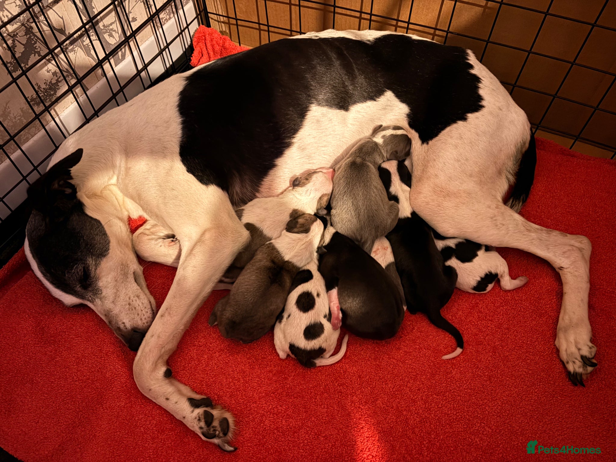 Whippet dogs KC Gorgeous Whippet Puppies  - Advert 6