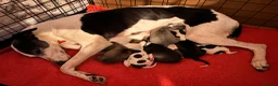 Whippet dogs for sale: KC Gorgeous Whippet Puppies  - Advert 1