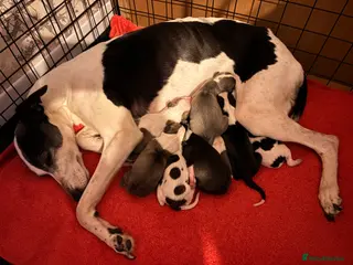 Whippet dogs KC Gorgeous Whippet Puppies - Advert 6