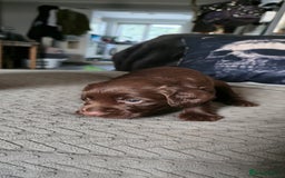 Cocker Spaniel dogs for sale: Working Cocker Pup - Image 5