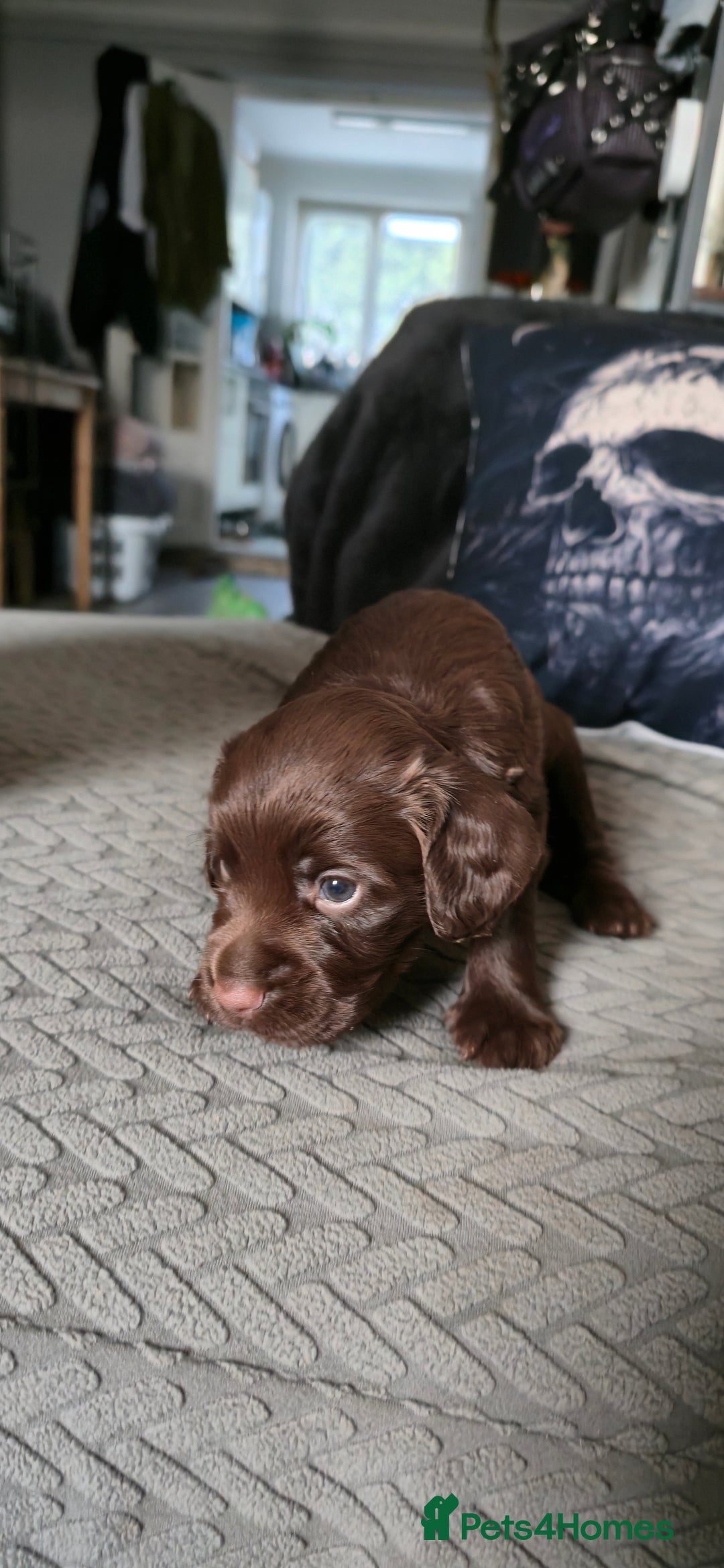 Cocker Spaniel dogs for sale: Working Cocker Pup - Image 5