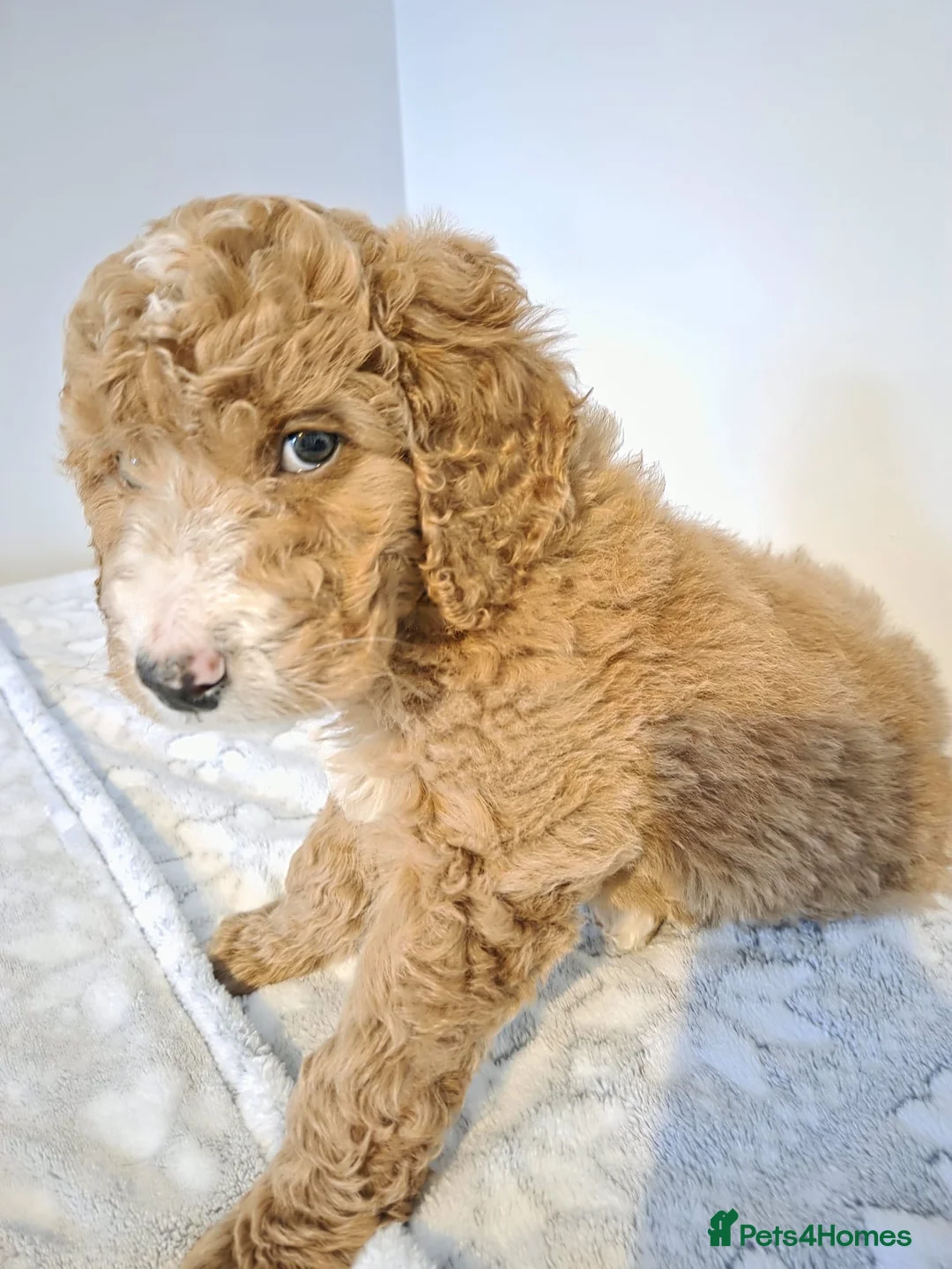 Goldendoodle dogs for sale: Red Goldendoodle Male  - Advert 3