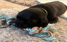 Labrador Retriever dogs for sale: 4 Labrador pups for sale - Image 7