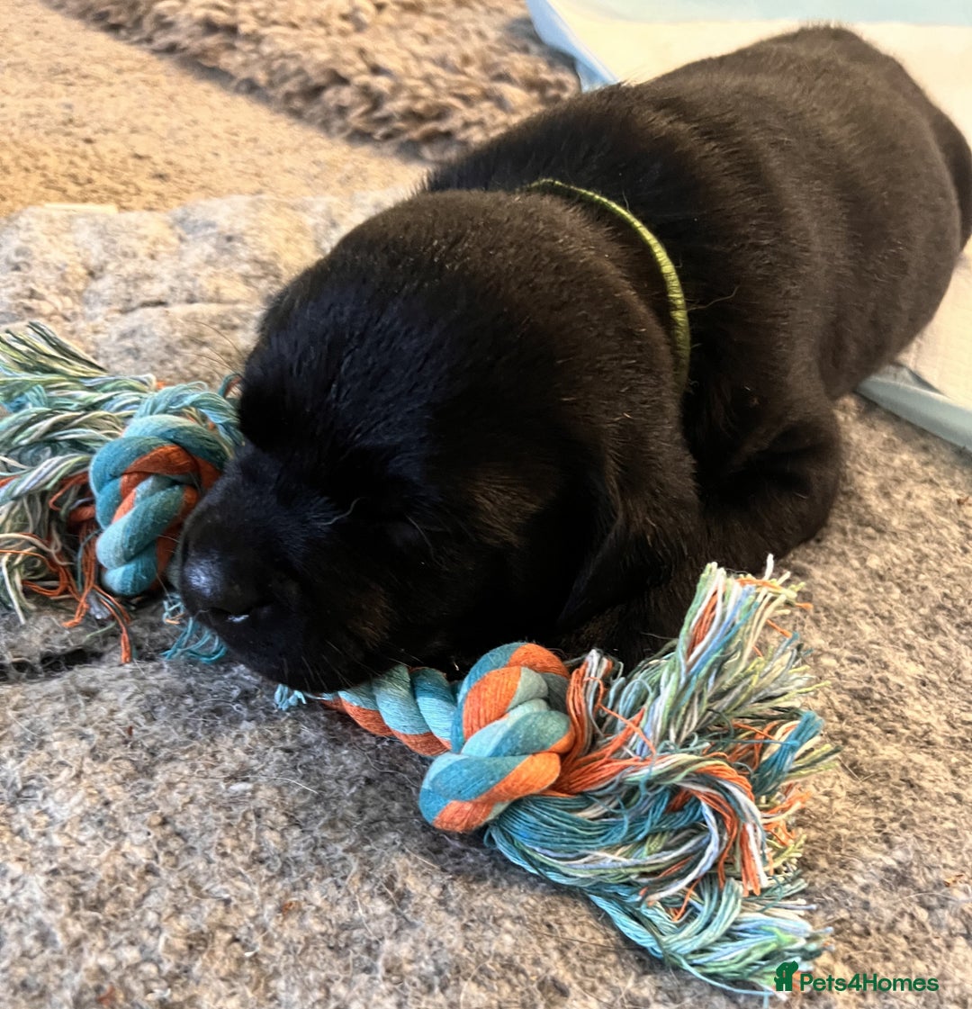 Labrador Retriever dogs for sale: 4 Labrador pups for sale - Image 7