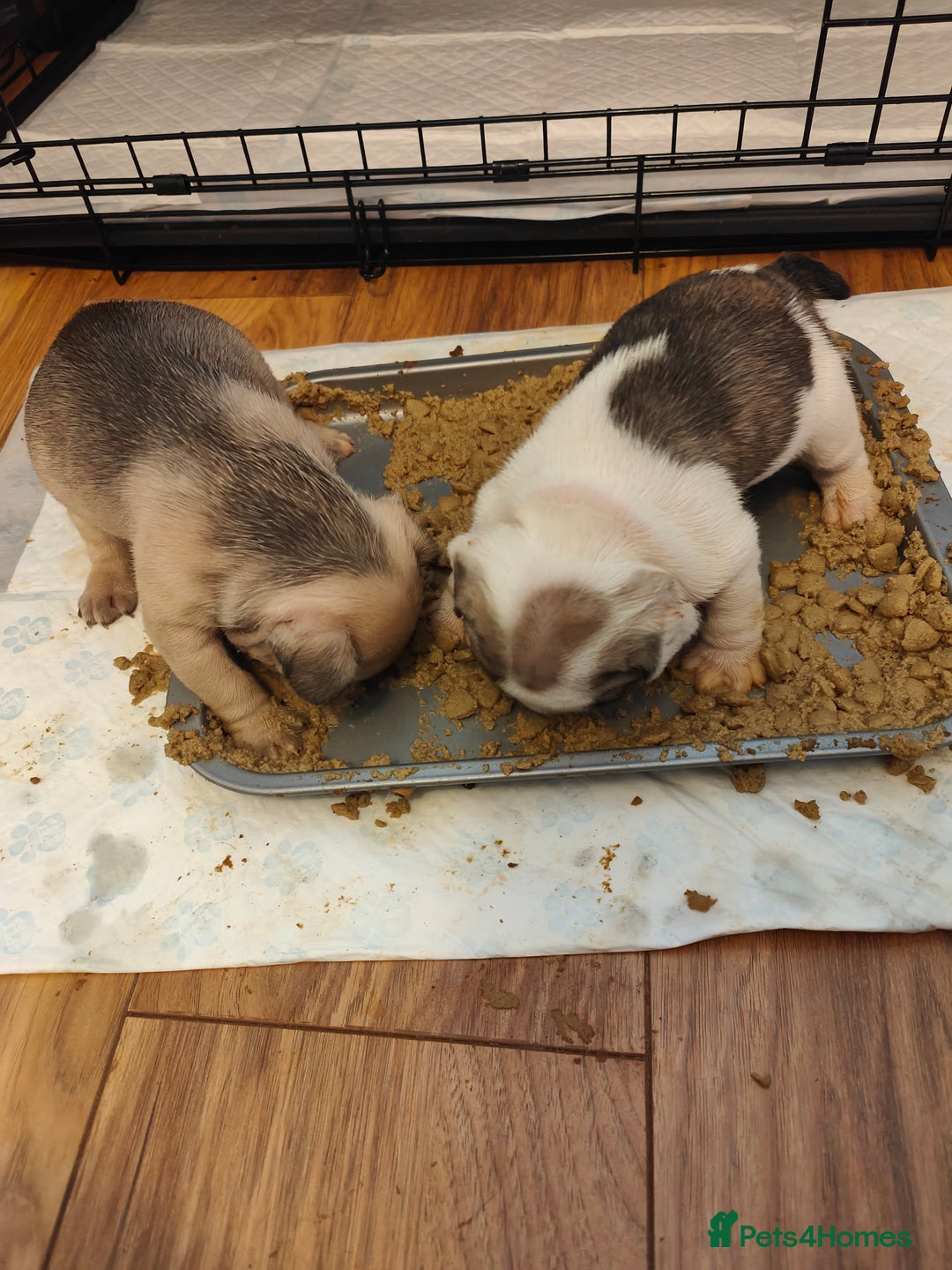 French Bulldog dogs for sale: KC reg French bulldog puppies female & male big➰  - Image 9