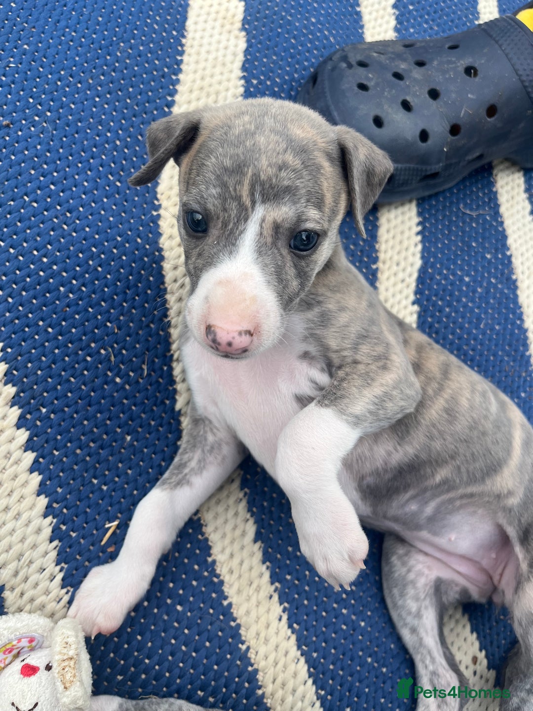 Whippet dogs for sale: Show Quality Blue Brindle KC Registered Whippets - Image 25