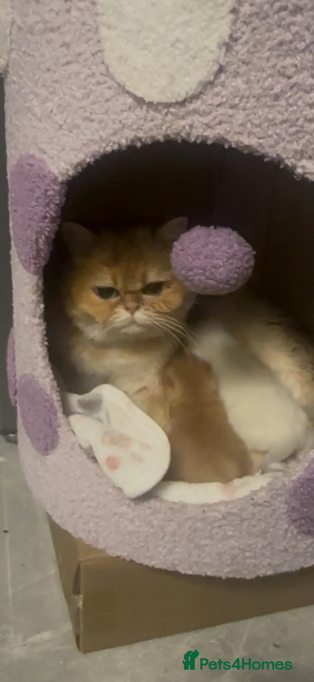 British Shorthair cats for sale: Breathtaking beauties 😻😻 - Advert 8