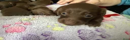 Dachshund dogs for sale: Chocolate and tan dachshunds - Advert 10