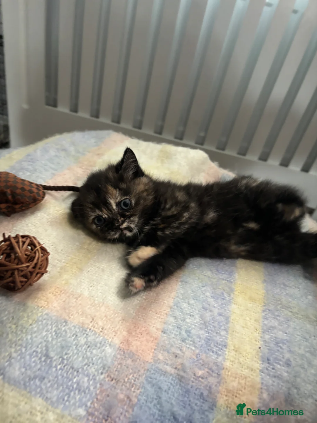 Persian cats for sale: Persian tabby kittens  in Skelmersdale - Advert 2