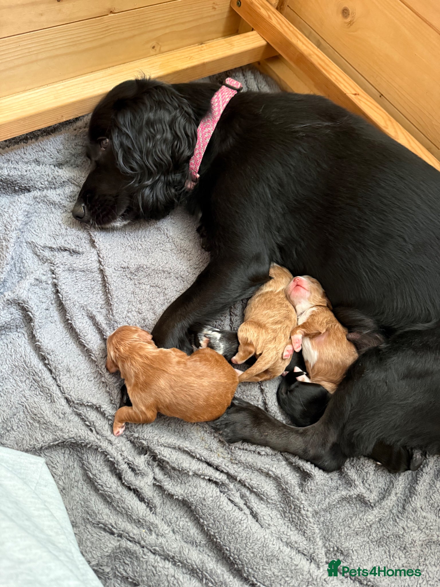 Cockapoo dogs F1 Cockapoo puppies for sale, 1 red, 2 brown - Advert 1