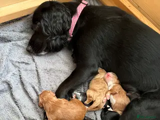 Cockapoo dogs F1 Cockapoo puppies for sale, 1 red, 2 brown - Advert 1