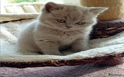 British Shorthair cats for sale: Gorgeous British short-hair kittens  - Image 31
